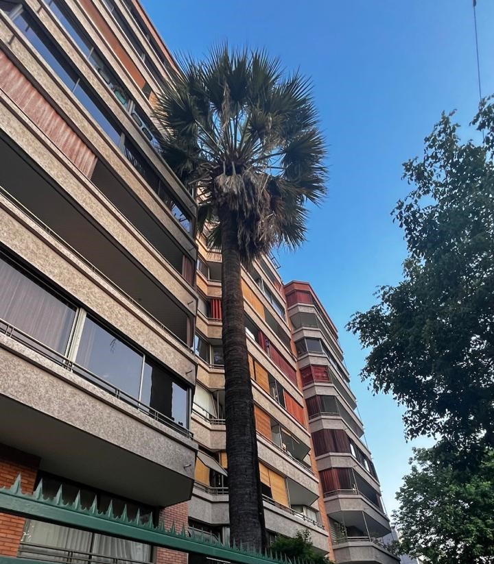 palmera